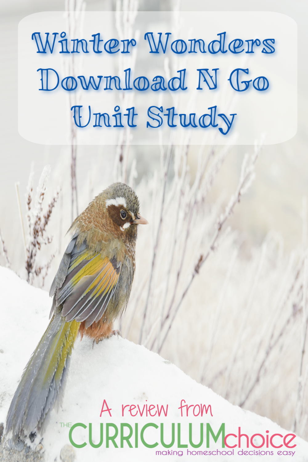 Winter Wonders Download N Go Unit Study explores questions like how do animals survive in the winter and where do they go? Simply download it and get started learning! A review from The Curriculum Choice