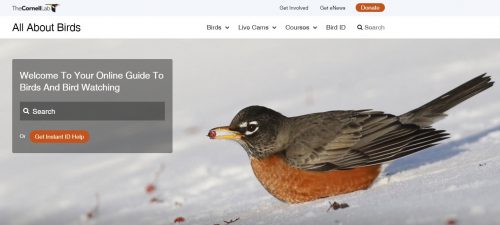 American Robin Identification, All About Birds, Cornell Lab of Ornithology