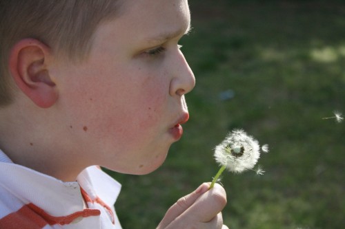 dandelion