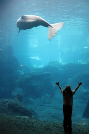 beluga at Georgia Aquarium