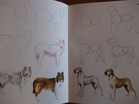 How To Draw Animals - The Curriculum Choice How To Draw Animals - The Curriculum Choice