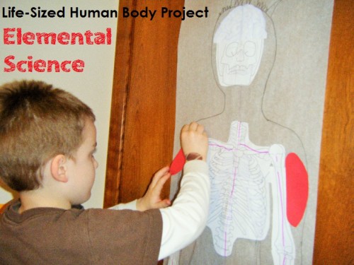 Life-Sized Human Body Project