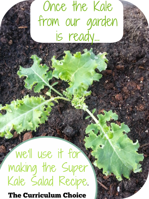 Kale for using later with our Super Kale Salad Recipe from the Raddish Science Box | The Curriculum Choice