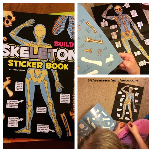 Build a Skeleton Sticker Book by Dover Publications