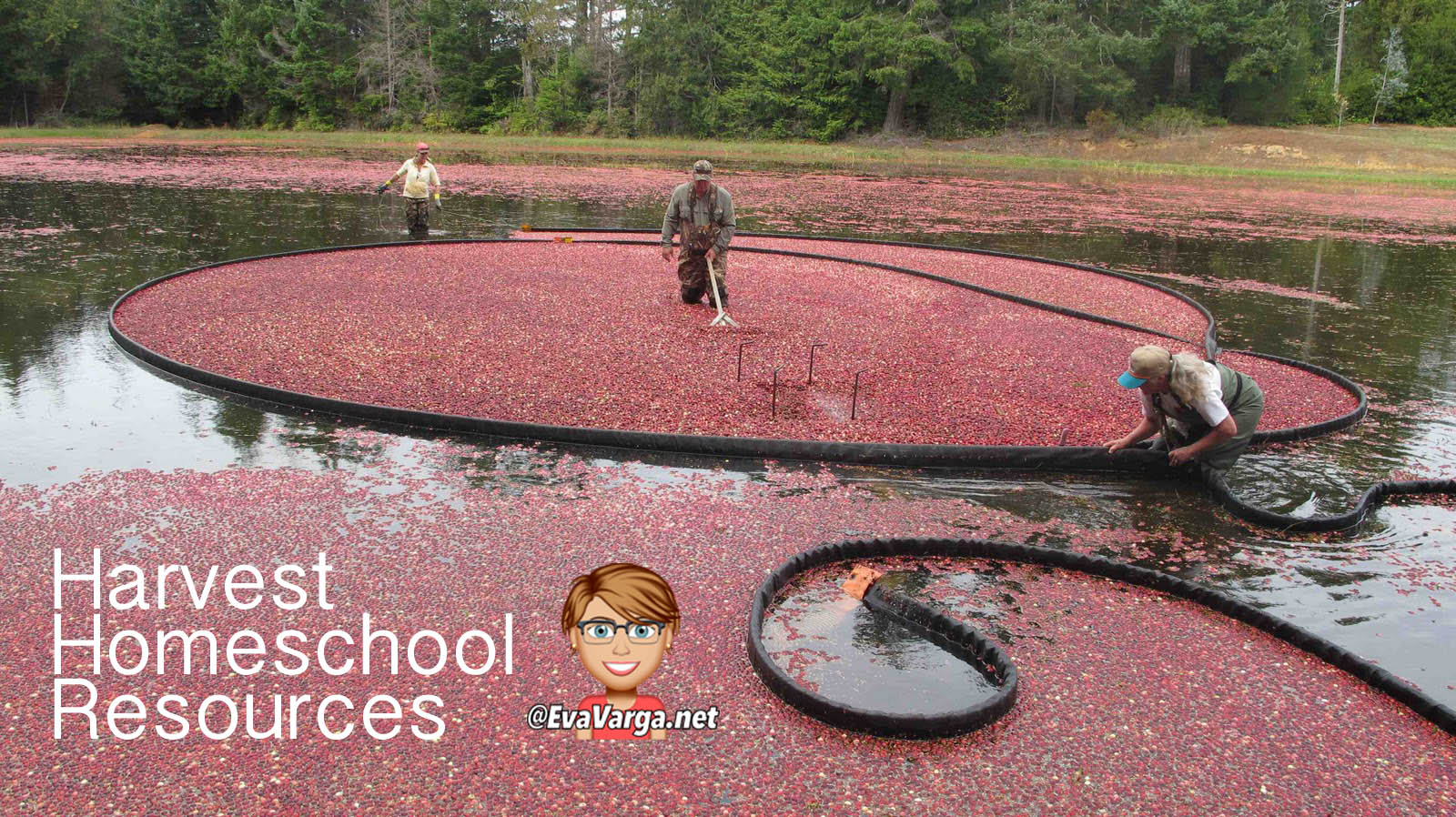 image of a flooded cranberry in midst of harvest with text harvest homeschool resources @EvaVarga.net