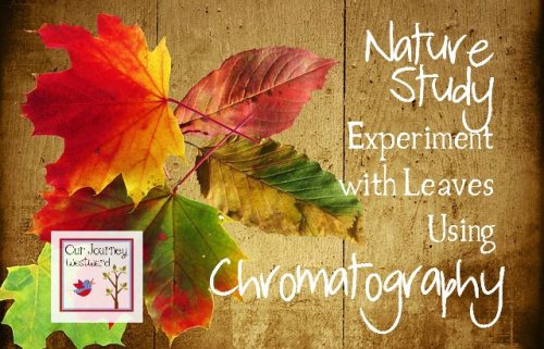 Chromatography is a super fun activity to do just before the leaves begin to change colors in the fall.