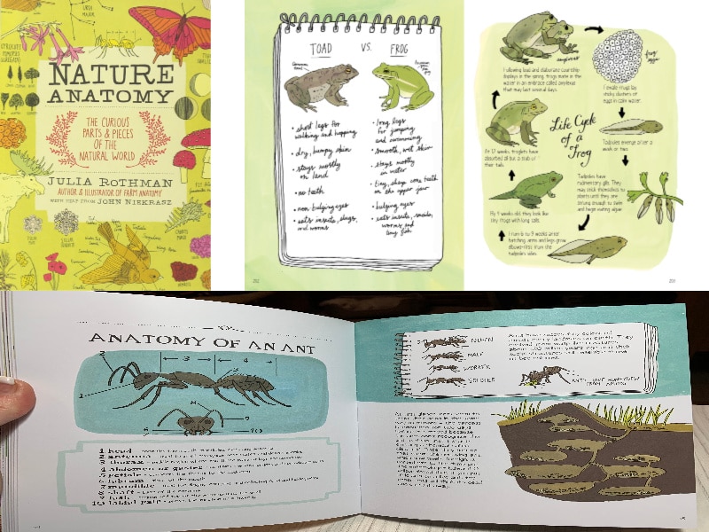 Farm Food and Nature Anatomy: Books to Explore our Natural World are 3 beautifully illustrated, wholly educational, and fun. They are a great addition to any nature study and a must have on any homeschool bookshelf!