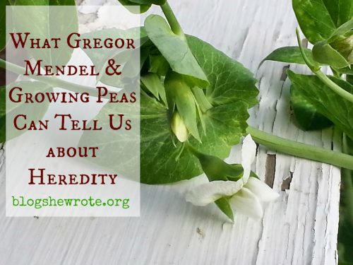 pea plant on a white wooden table