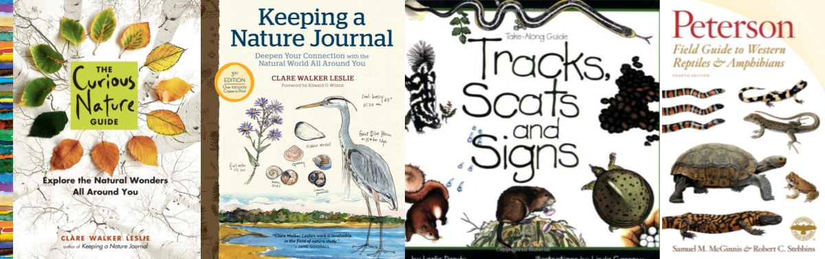 The Essentials of Nature Journaling - Childhood By Nature