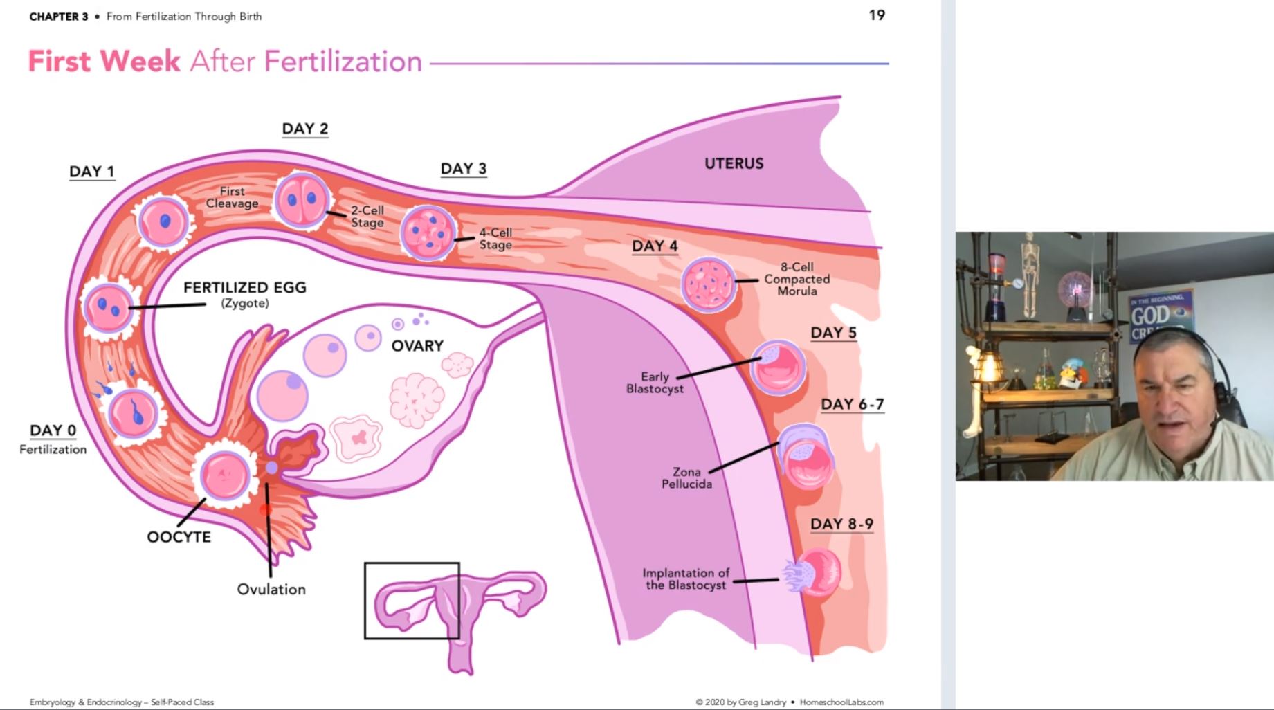 Embryology and Endocrinology Inside Course Screenshot